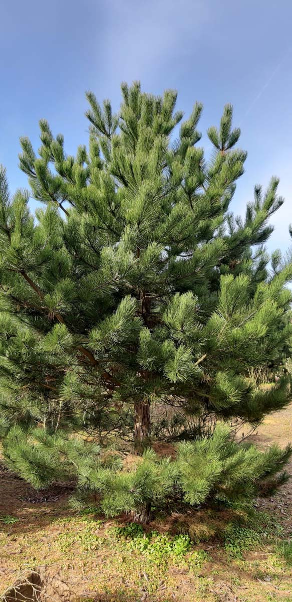Pinus nigra nigra solitair solitair