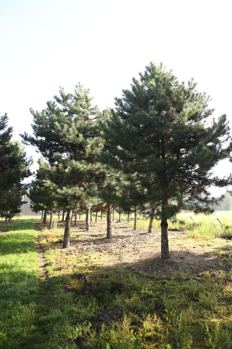 Pinus nigra nigra op stam op stam