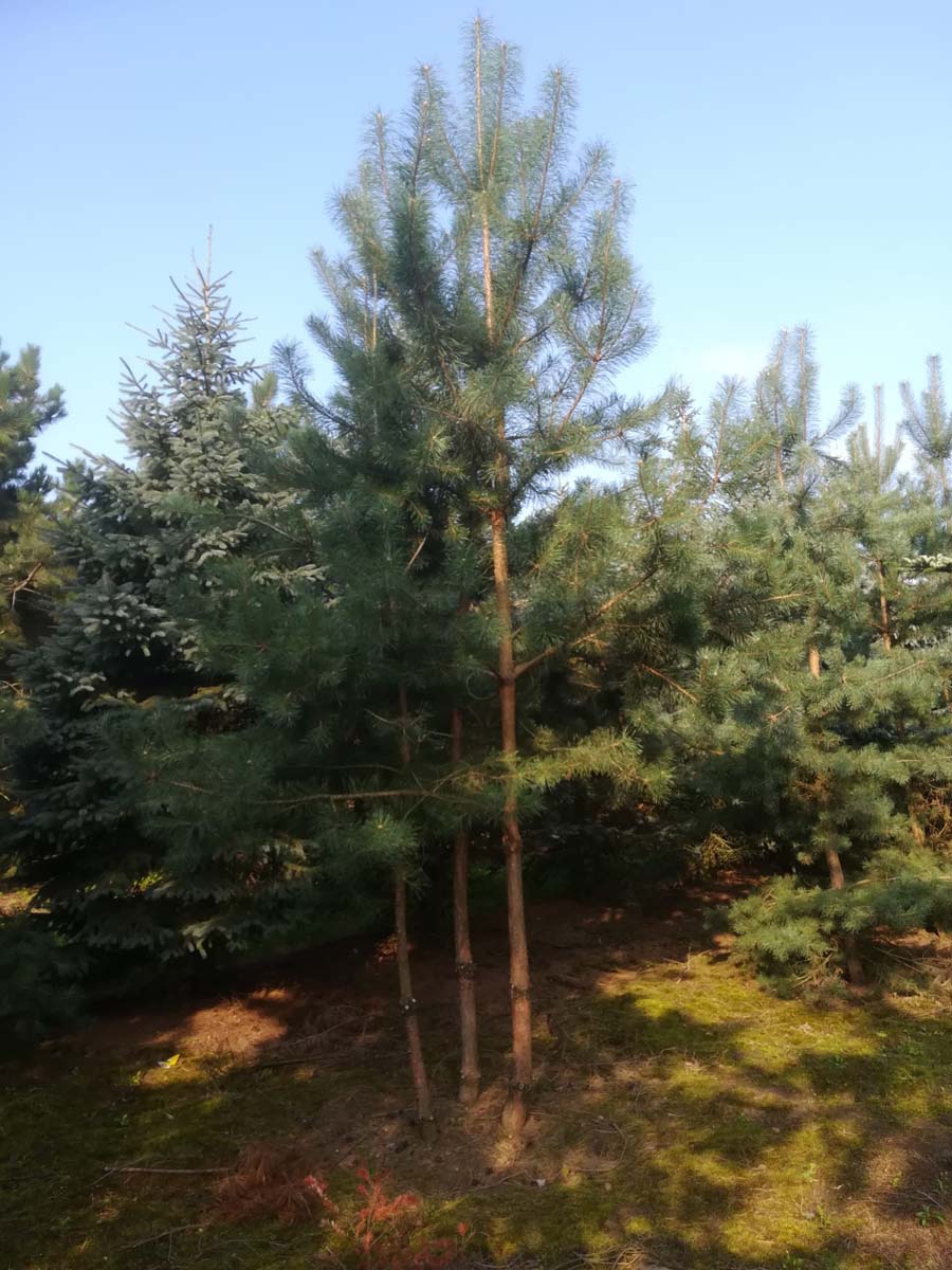 Pinus sylvestris meerstammig / struik meerstammig