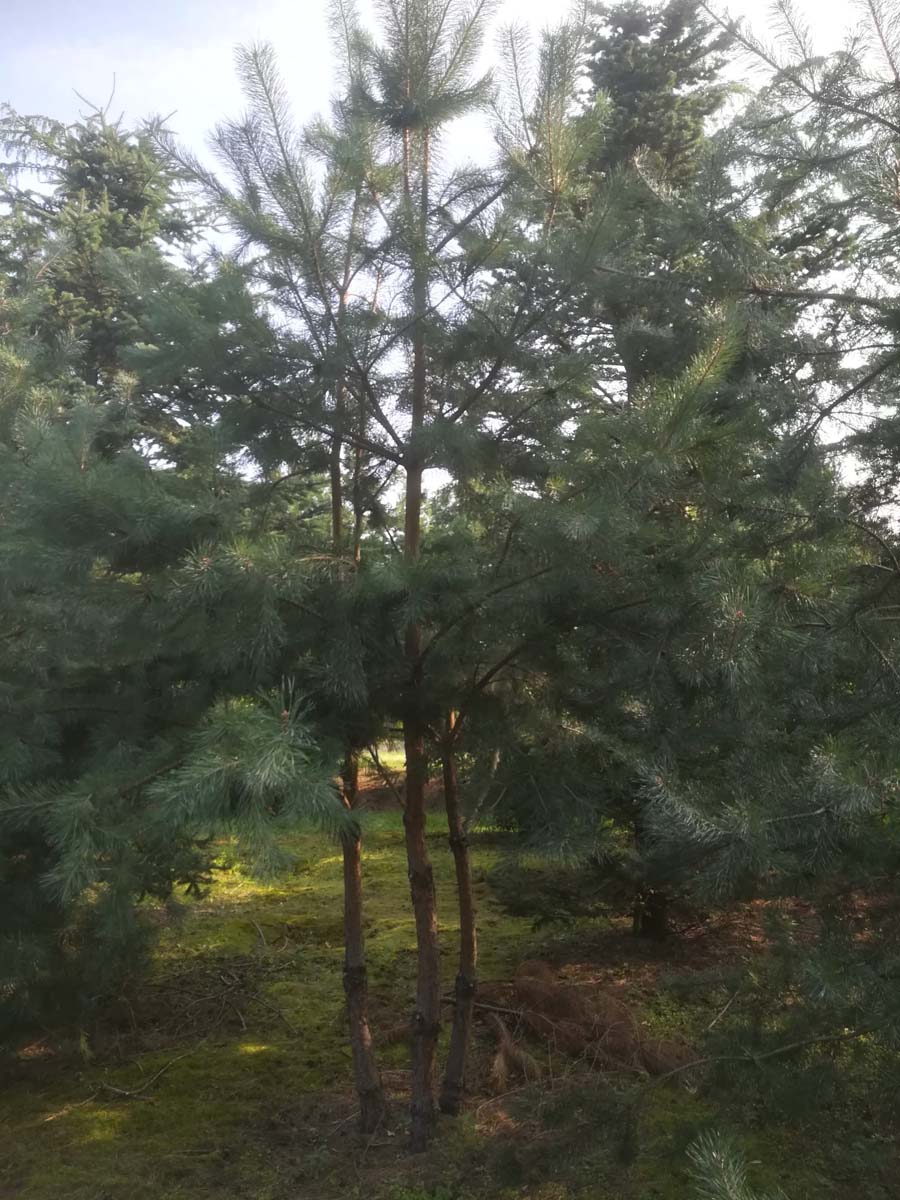 Pinus sylvestris meerstammig / struik meerstammig