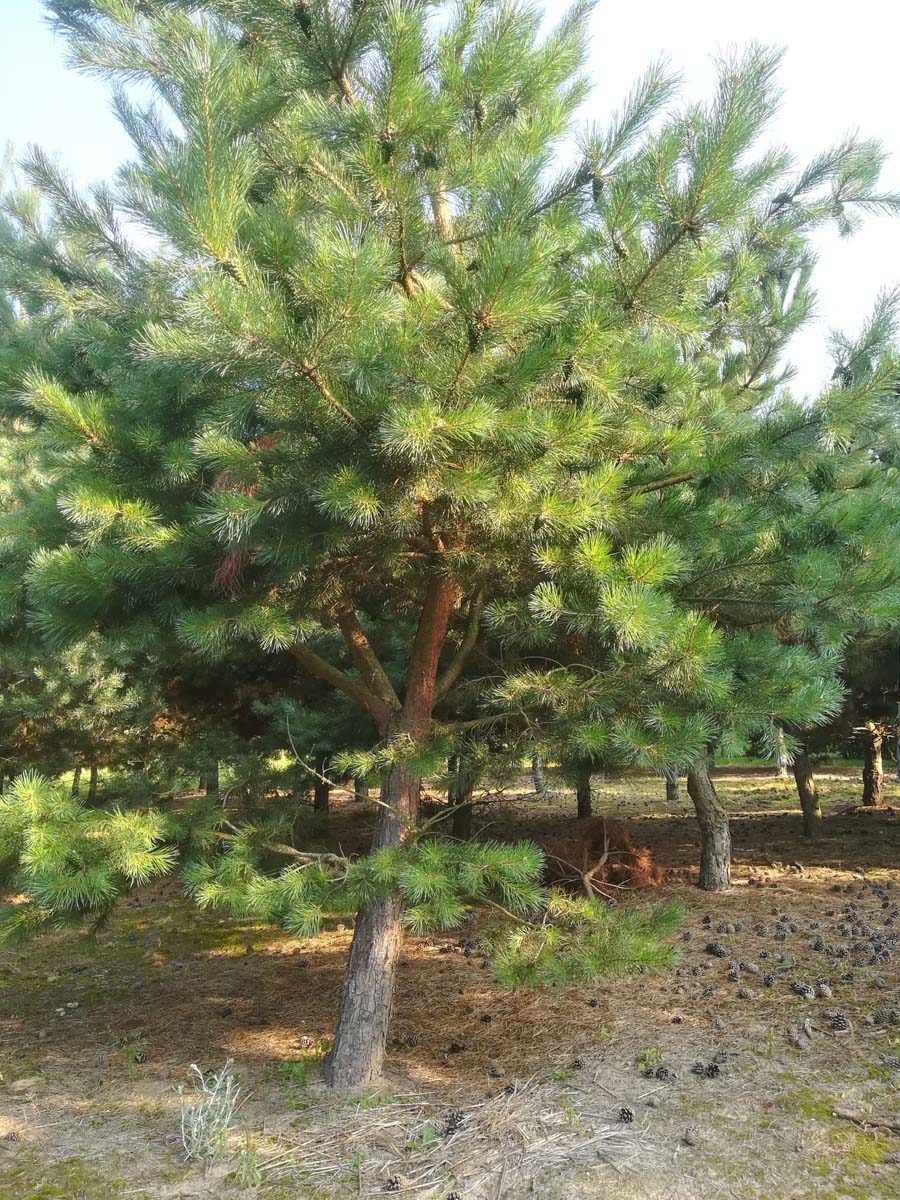 Pinus sylvestris solitair solitair