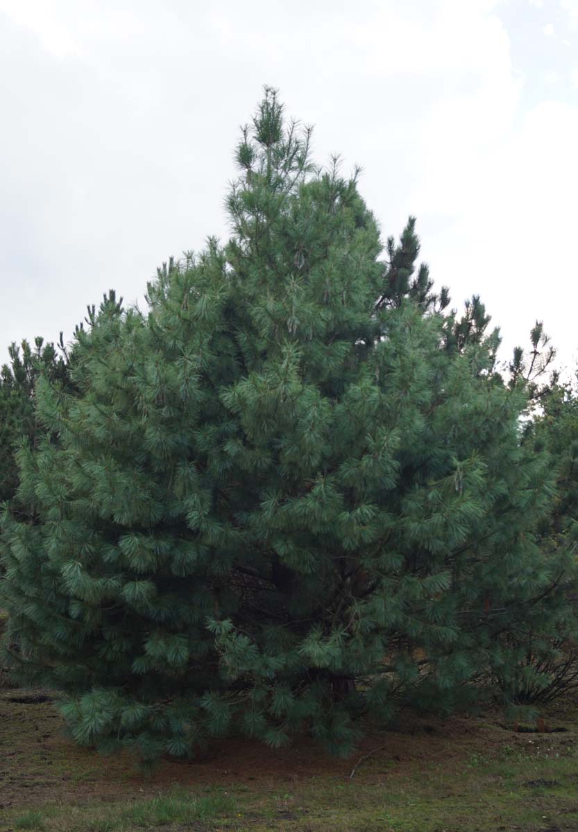 Pinus wallichiana solitair solitair