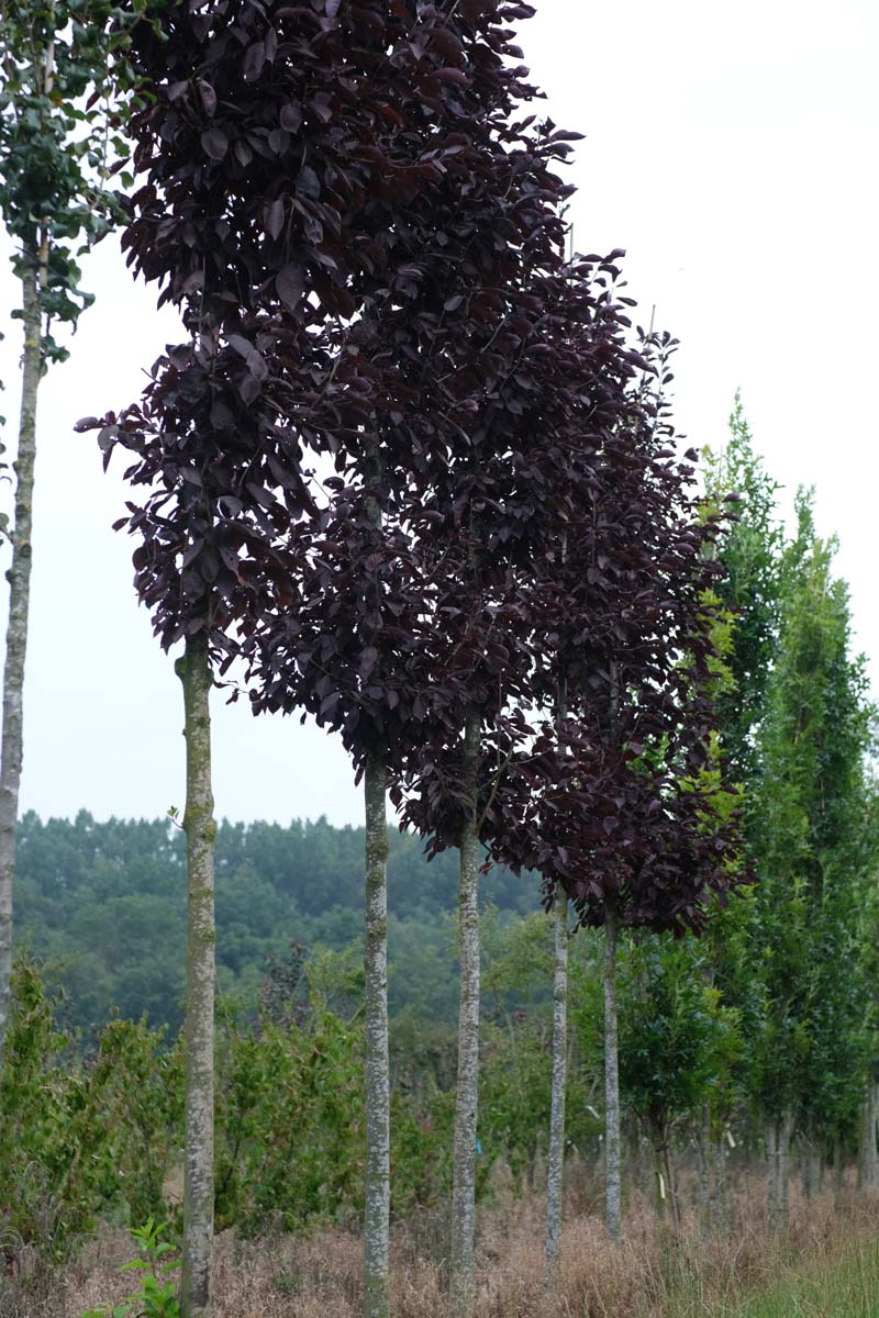 Prunus cerasifera 'Nigra' op stam op stam