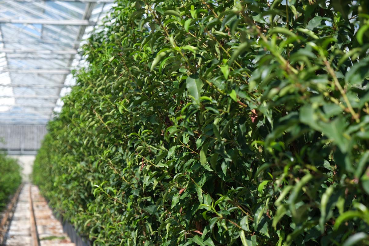 Prunus lusitanica haagplant haagplant