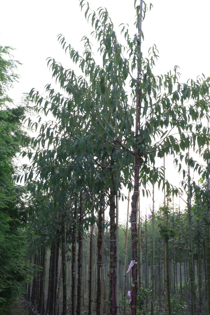 Prunus serrula op stam op stam