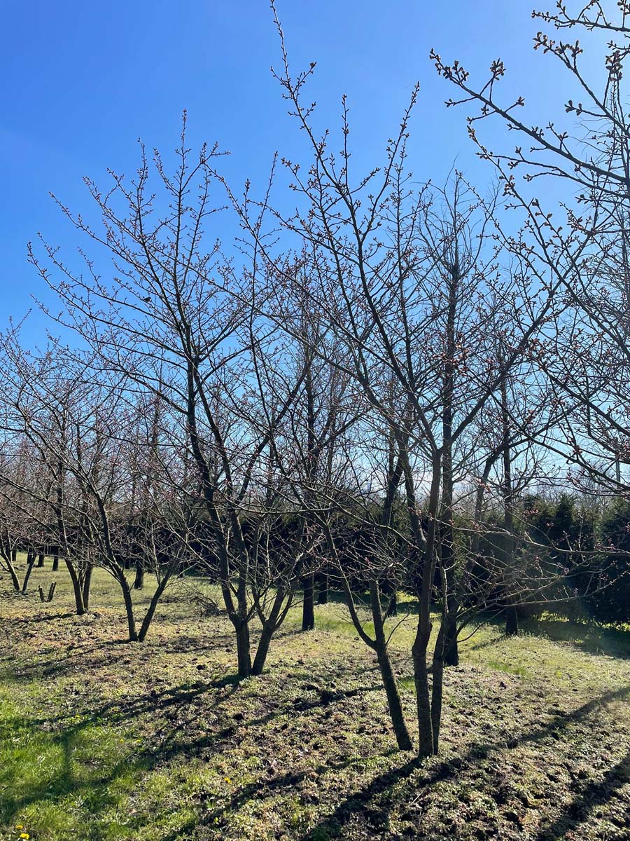 Prunus serrulata 'Fugenzo' meerstammig / struik meerstammig