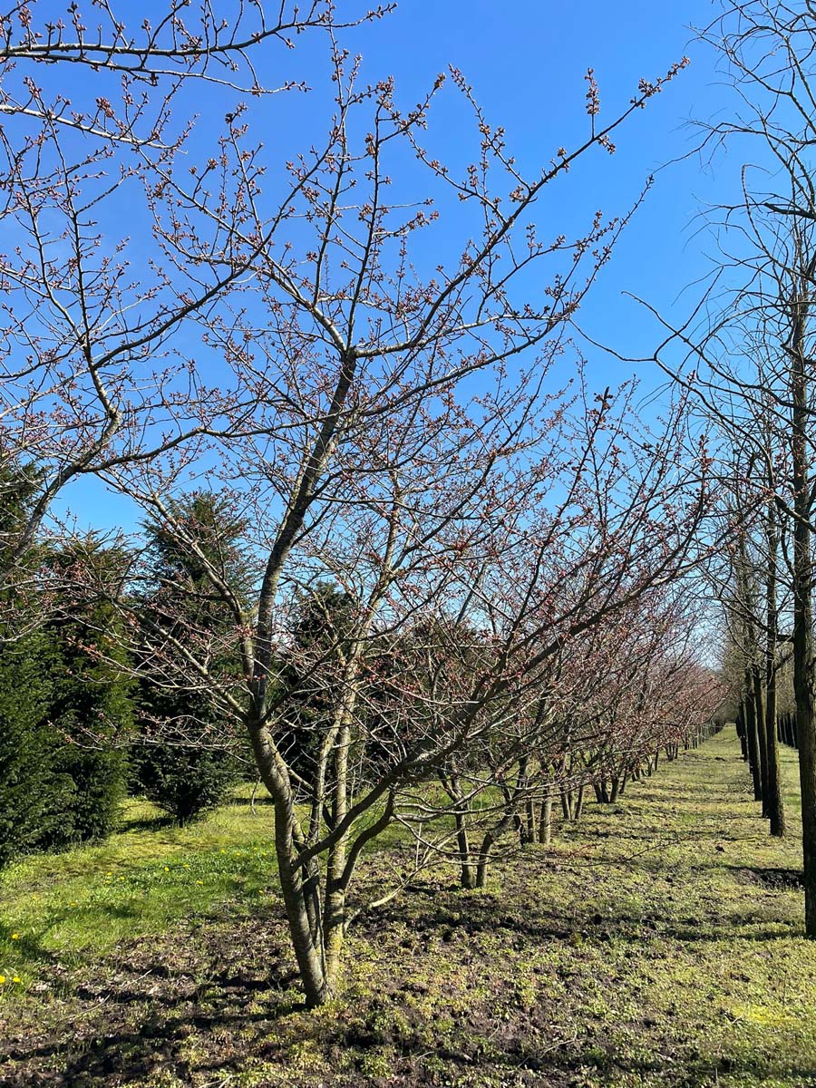 Prunus serrulata 'Fugenzo' meerstammig / struik meerstammig