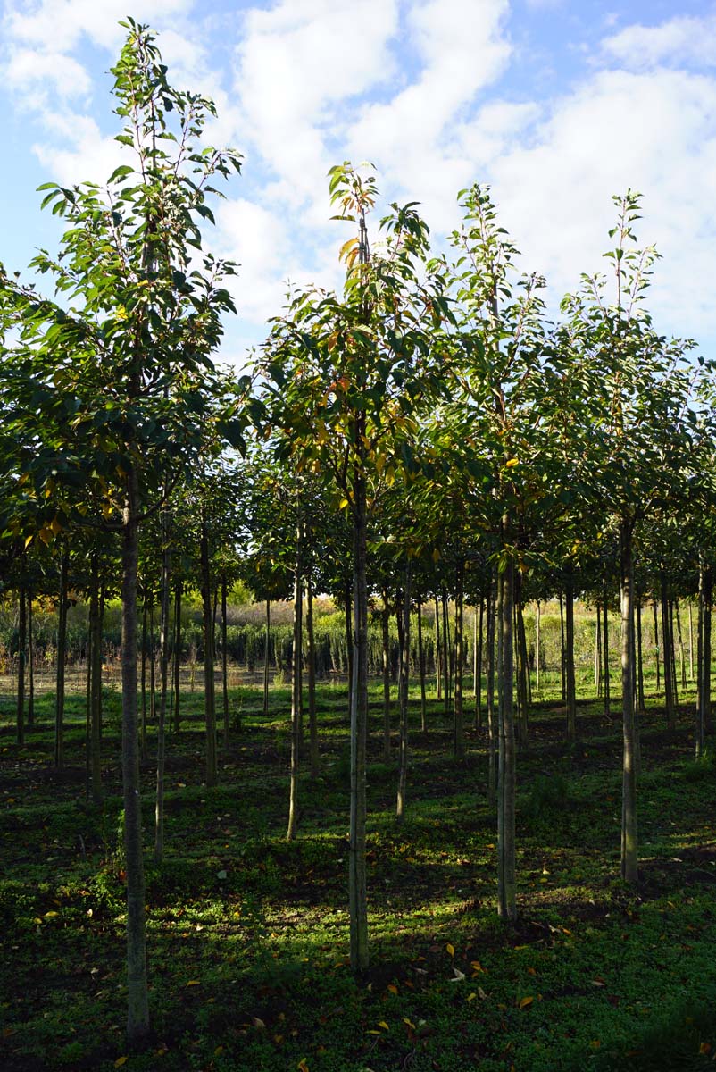 Prunus serrulata 'Hokusai' op stam op stam