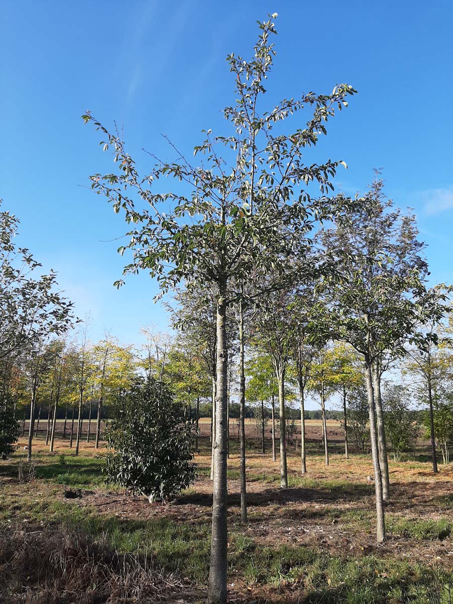 Prunus serrulata 'Shôgetsu' op stam op stam