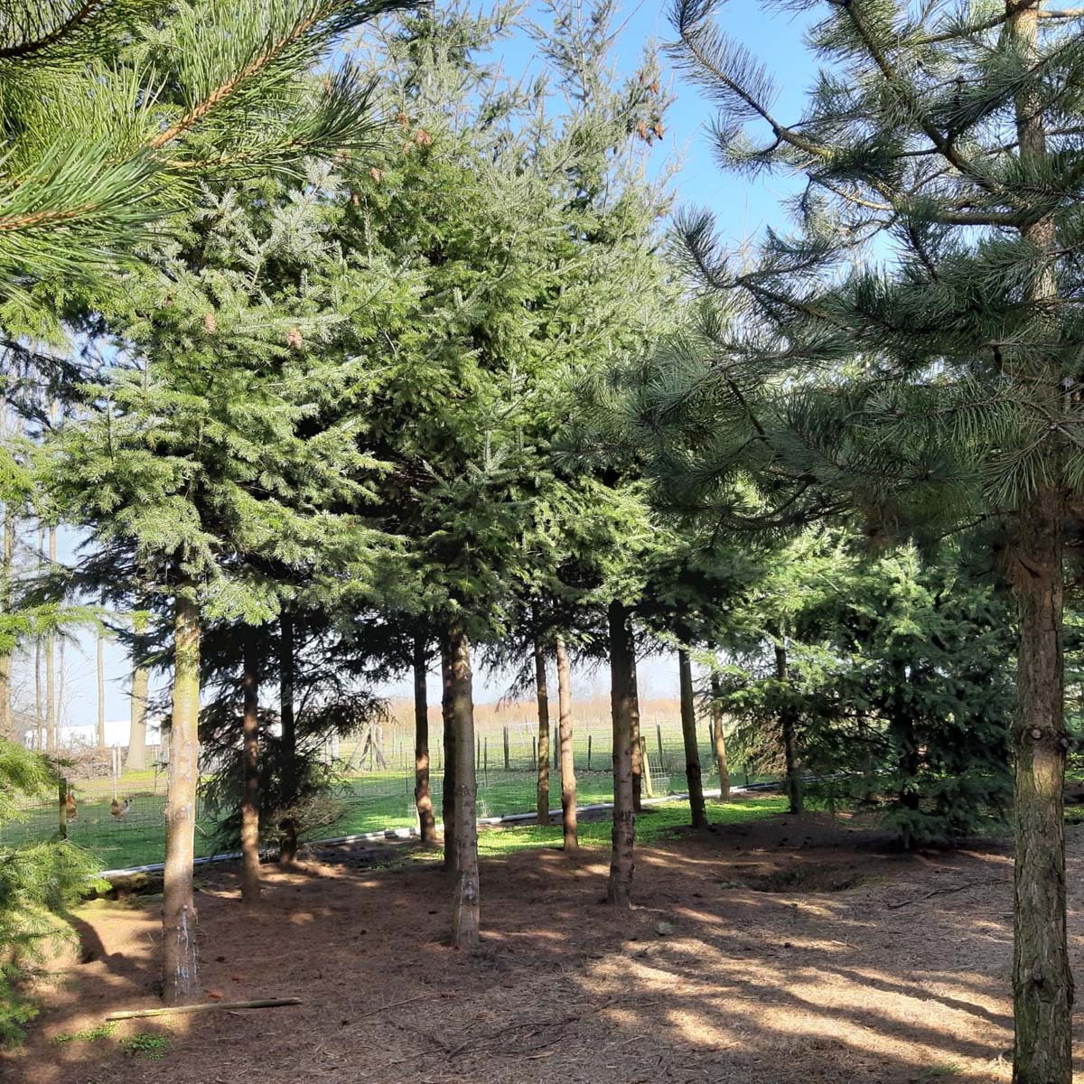 Pseudotsuga menziesii op stam op stam