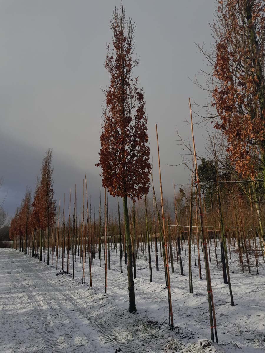 Quercus robur 'Fastigiate Koster' op stam op stam