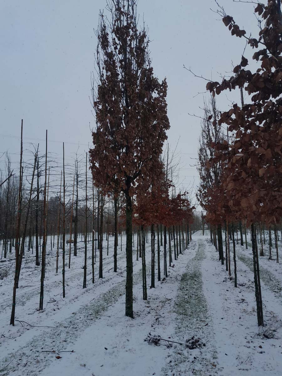 Quercus robur 'Fastigiate Koster' op stam op stam
