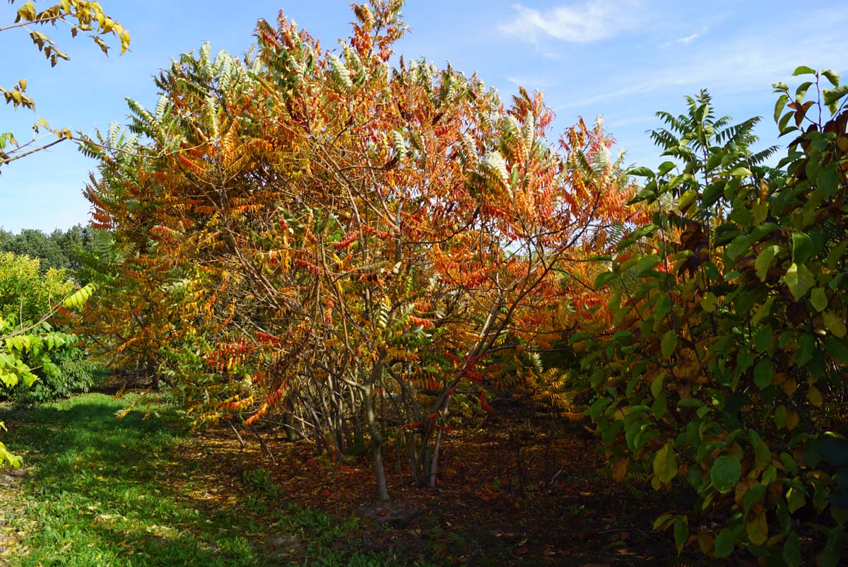 Rhus typhina meerstammig / struik struik