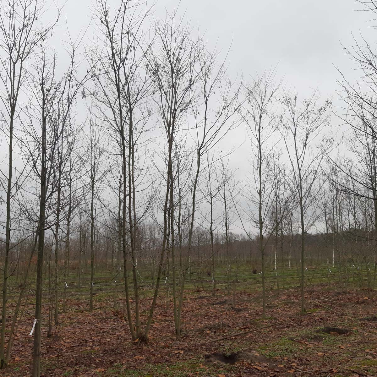 Robinia margaretta 'Pink Cascade' meerstammig / struik meerstammig