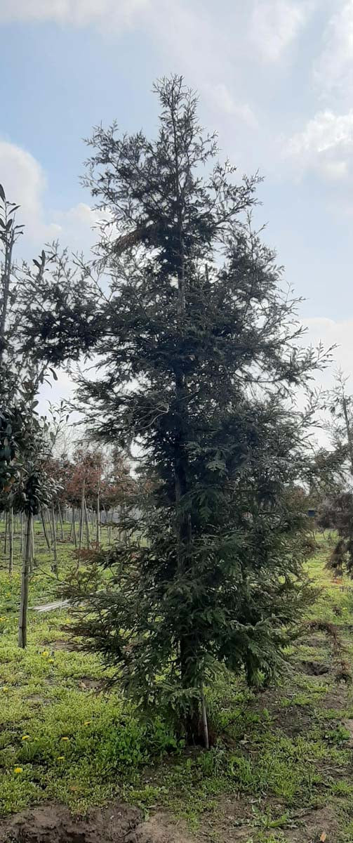 Sequoia sempervirens solitair solitair