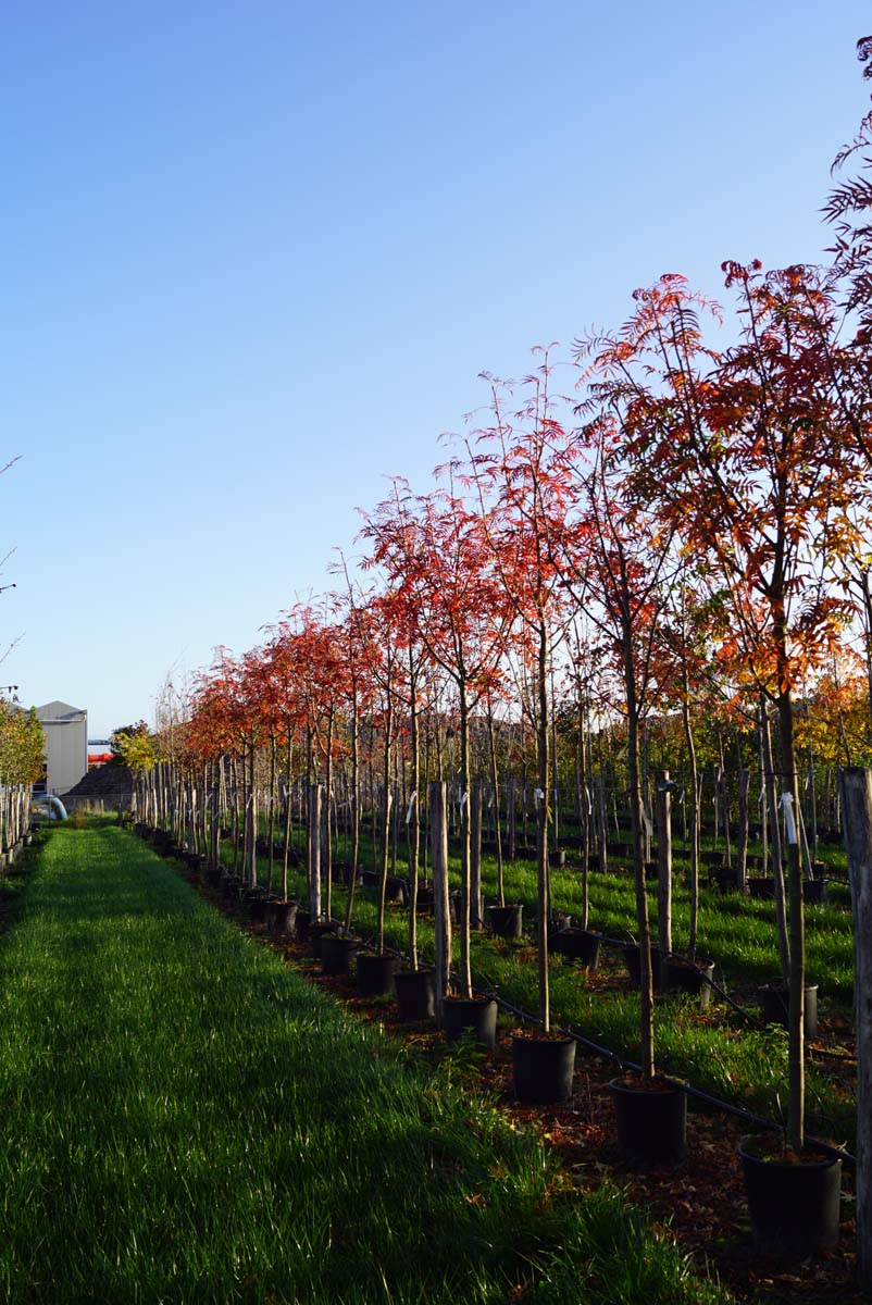 Sorbus 'Dodong' op stam op stam