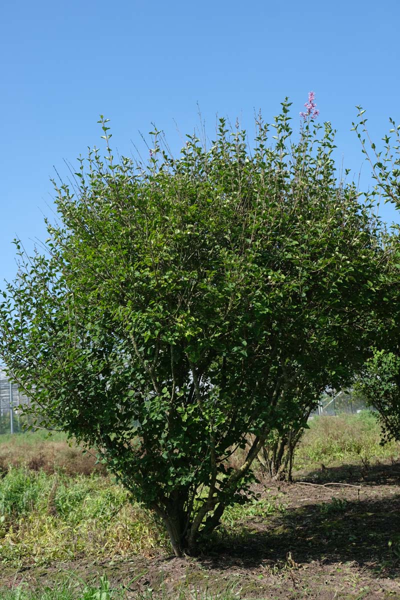 Syringa 'Josée' meerstammig / struik struik