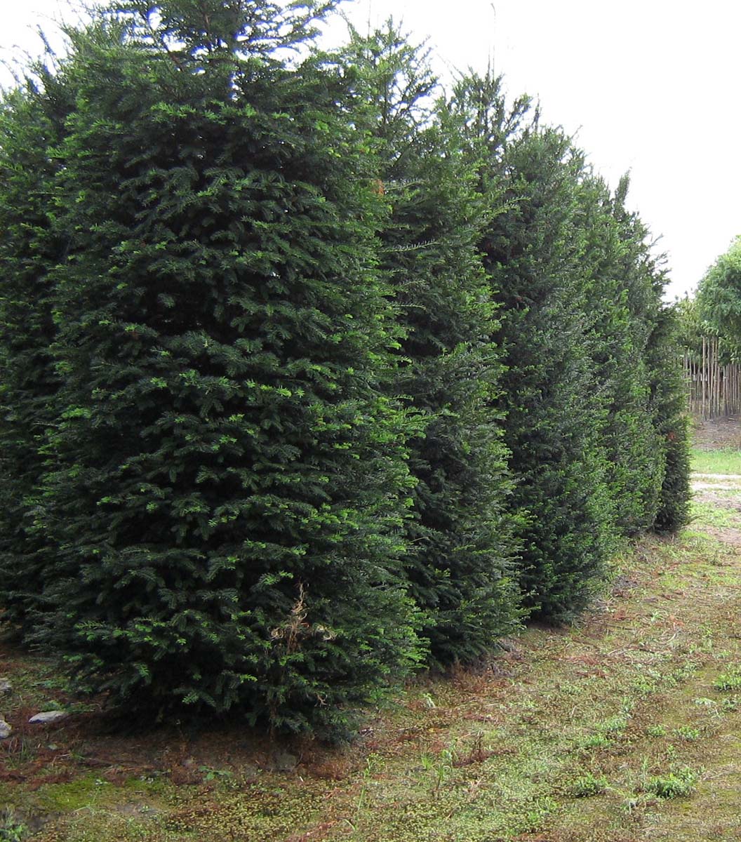 Taxus baccata solitair solitair