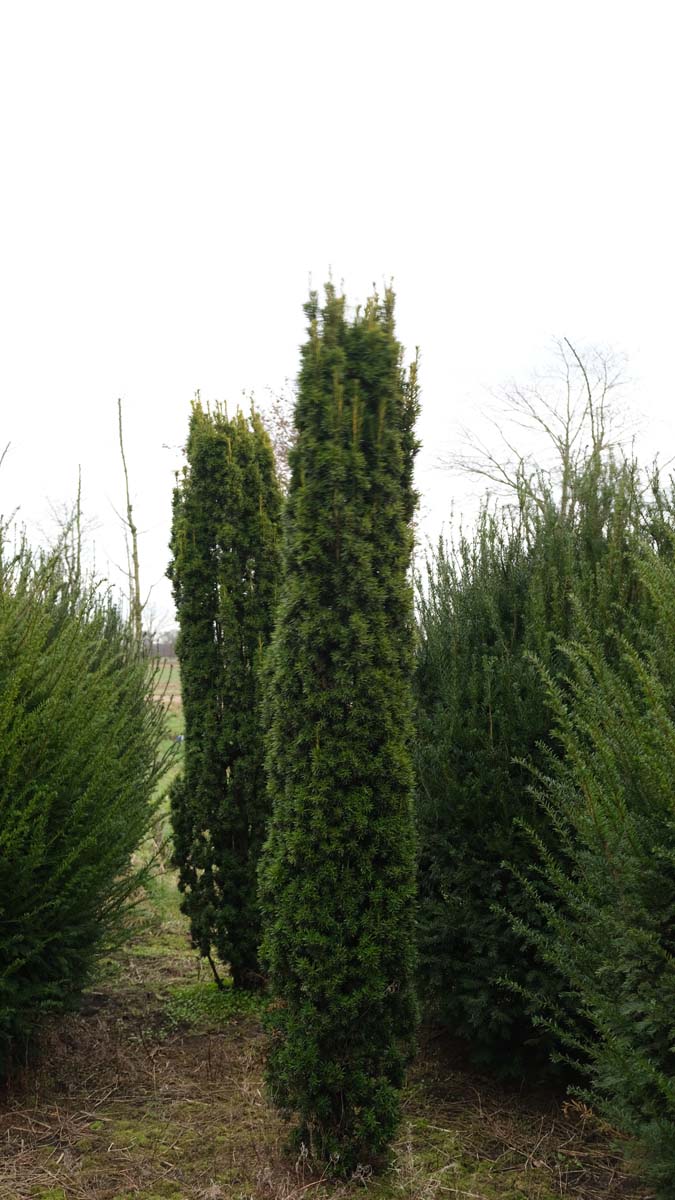 Taxus baccata 'Fastigiata' solitair solitair