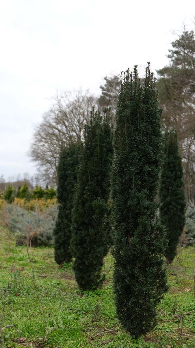 Taxus baccata 'Fastigiata Robusta' solitair
