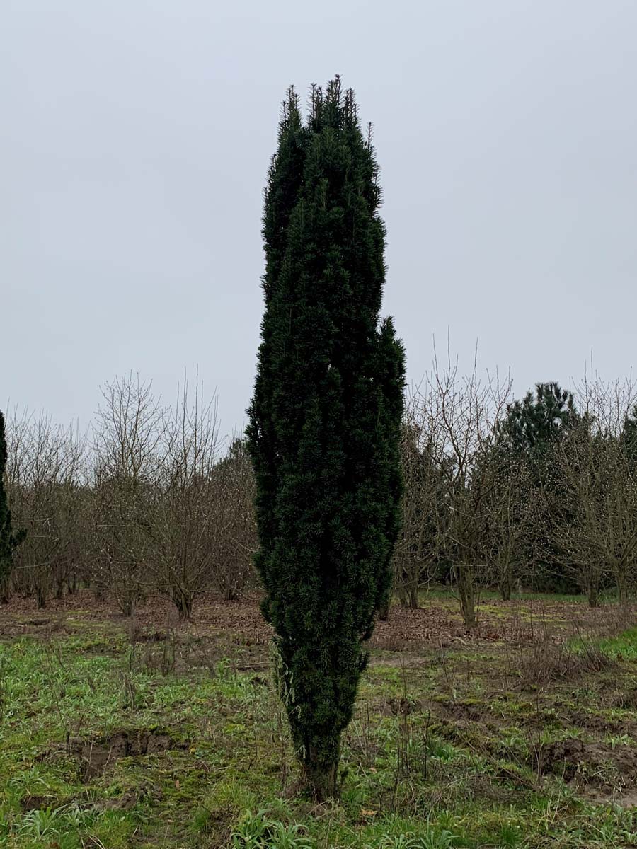 Taxus baccata 'Fastigiata' solitair solitair