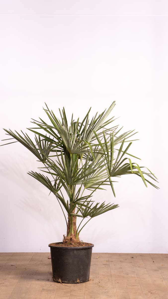 Trachycarpus fortunei Tuinplanten tuinplant