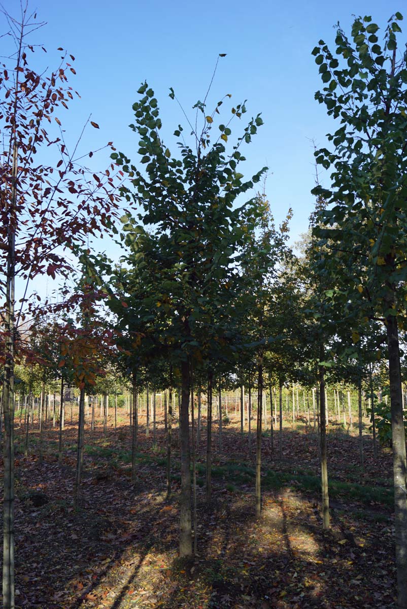Ulmus laevis op stam op stam
