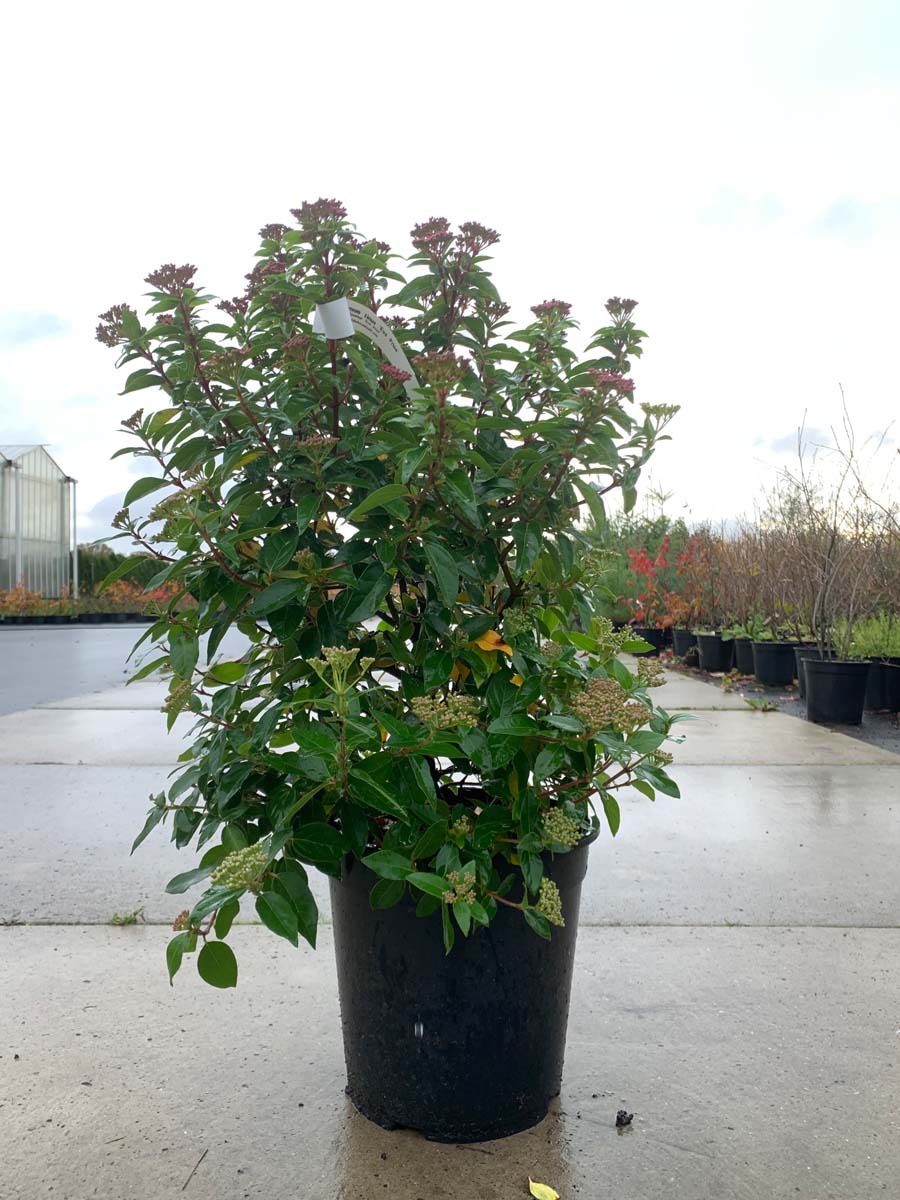 Viburnum tinus 'Eve Price' Tuinplanten tuinplant