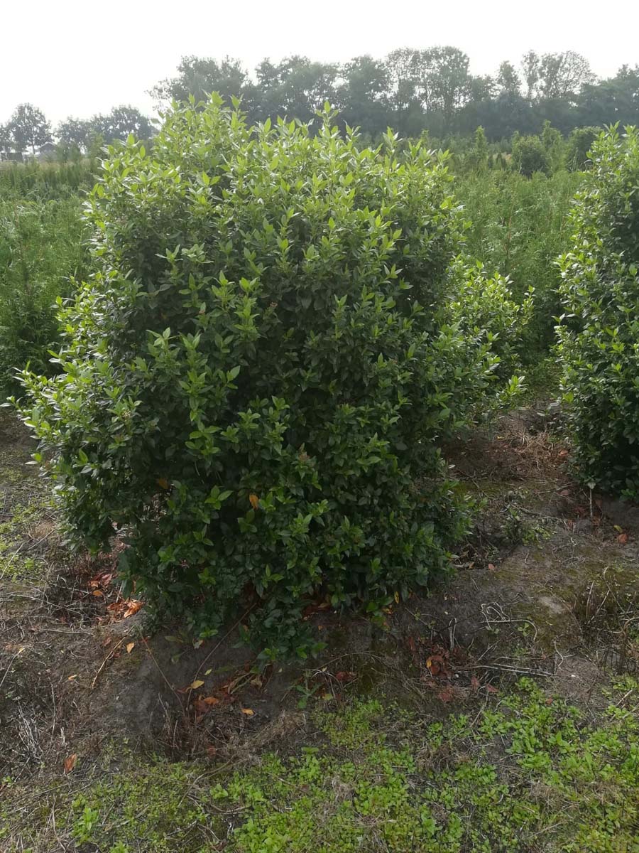 Viburnum tinus meerstammig / struik struik