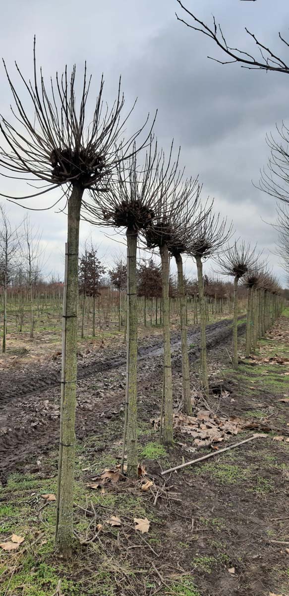 CABNANA20-25HODR stamomtrek 20-25