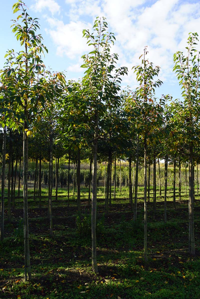 PRSHOKUS18-20HODR stamomtrek 18-20