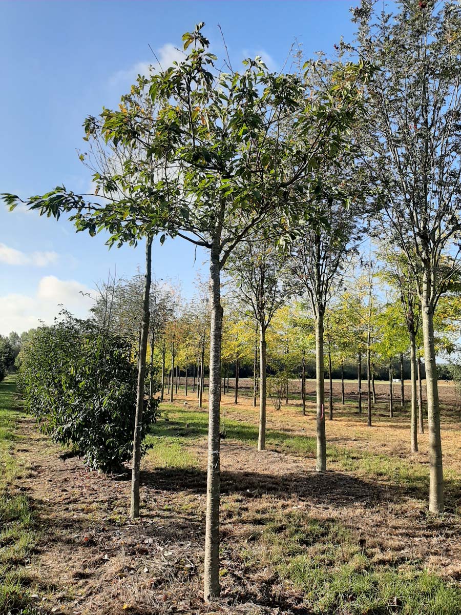 PRSSHOGE20-25HODR stamomtrek 20-25