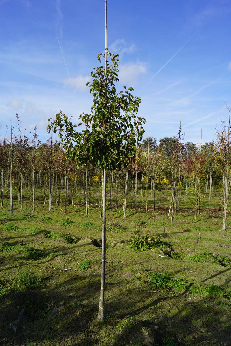 PYCCHANT10-12HODR stamomtrek 10-12