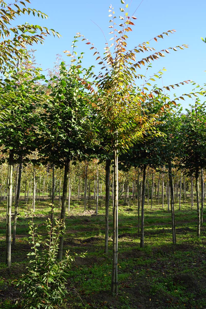 ZESERRAT12-14HODR stamomtrek 12-14