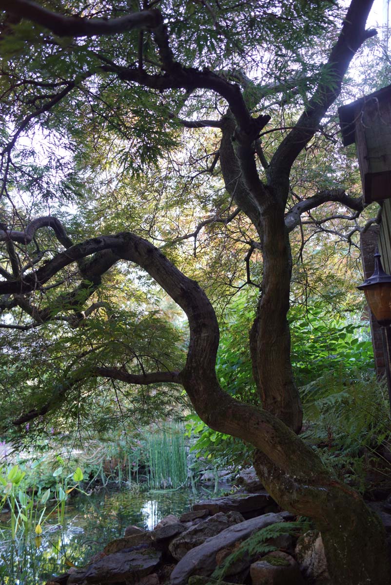Acer palmatum 'Garnet' meerstammig / struik stam