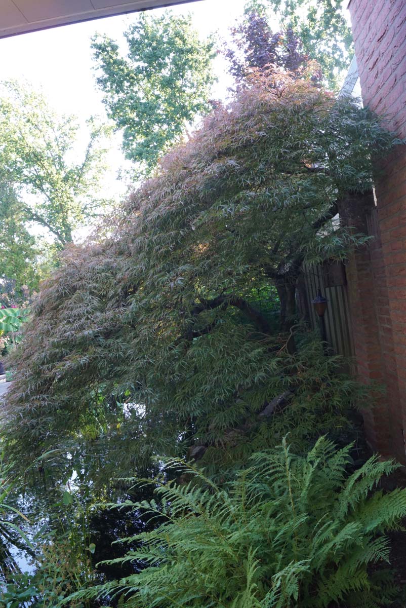 Acer palmatum 'Garnet' meerstammig / struik kroon
