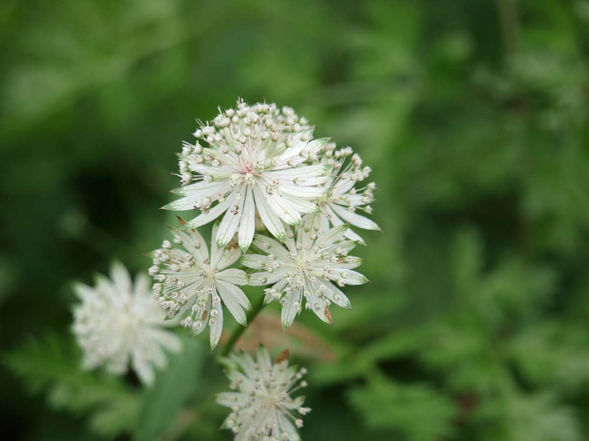 Astrantia major 'Alba' bloem