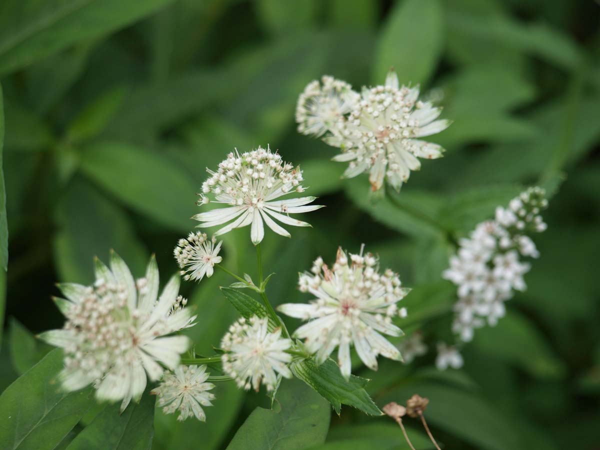 Astrantia major 'Alba' bloem