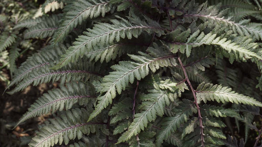Athyrium niponicum pictum blad