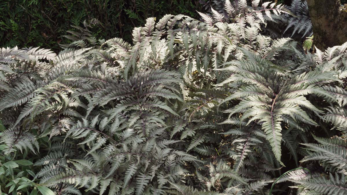 Athyrium niponicum pictum bladeren