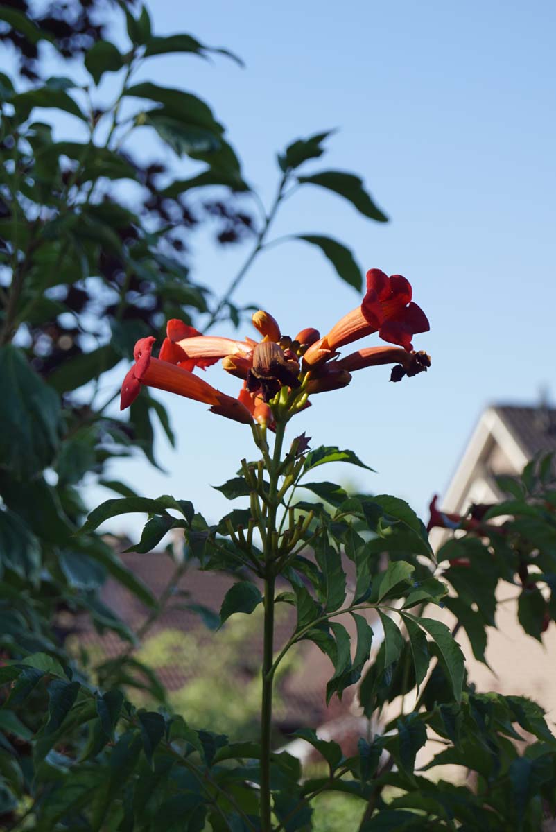 Campsis tagliabuana 'Mme Galen' bloem