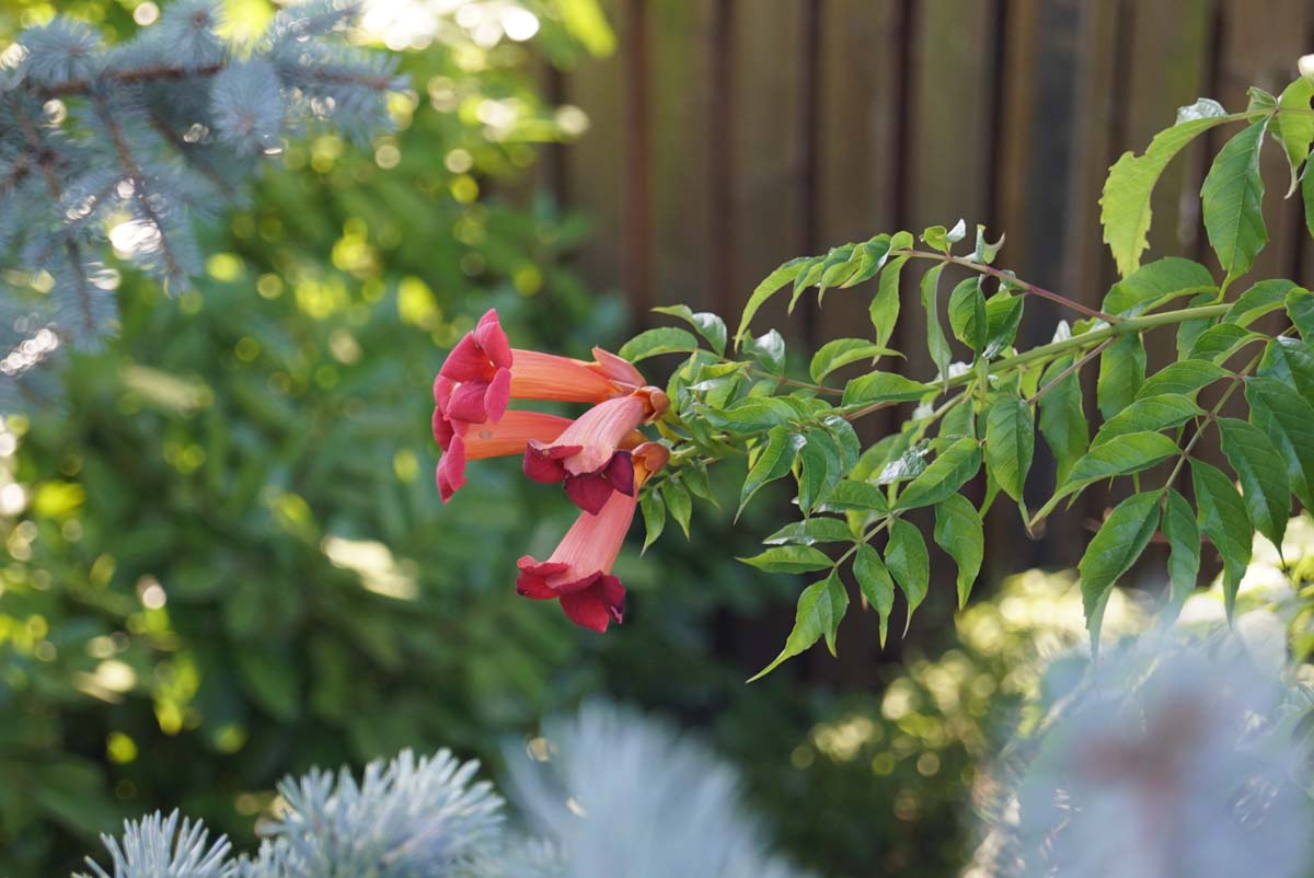 Campsis tagliabuana 'Mme Galen' bloem