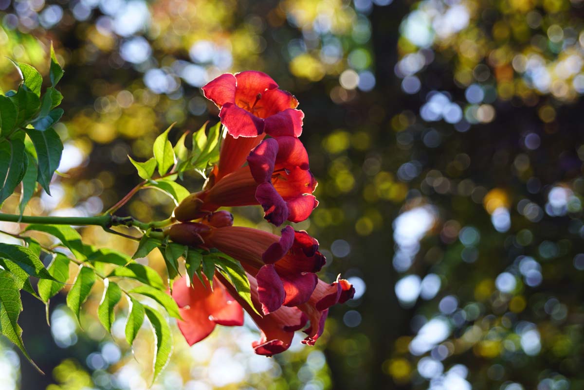 Campsis tagliabuana 'Mme Galen' bloem