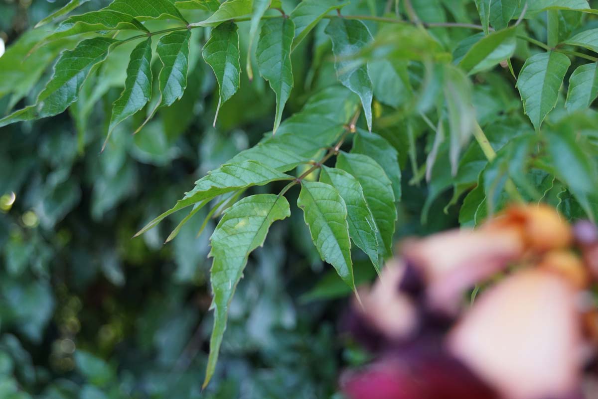 Campsis tagliabuana 'Mme Galen' blad