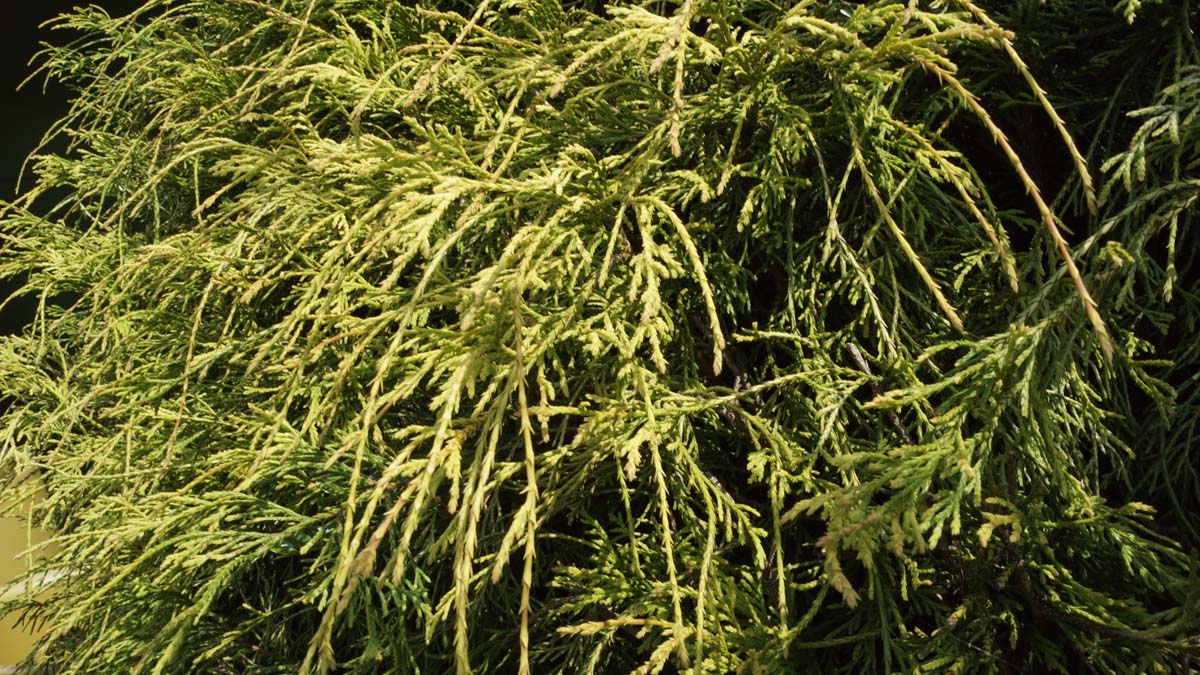 Chamaecyparis pisifera 'Filifera Aurea' naald