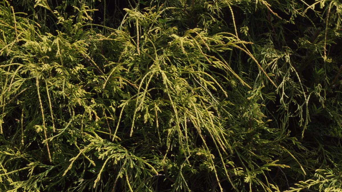 Chamaecyparis pisifera 'Filifera Aurea' naald