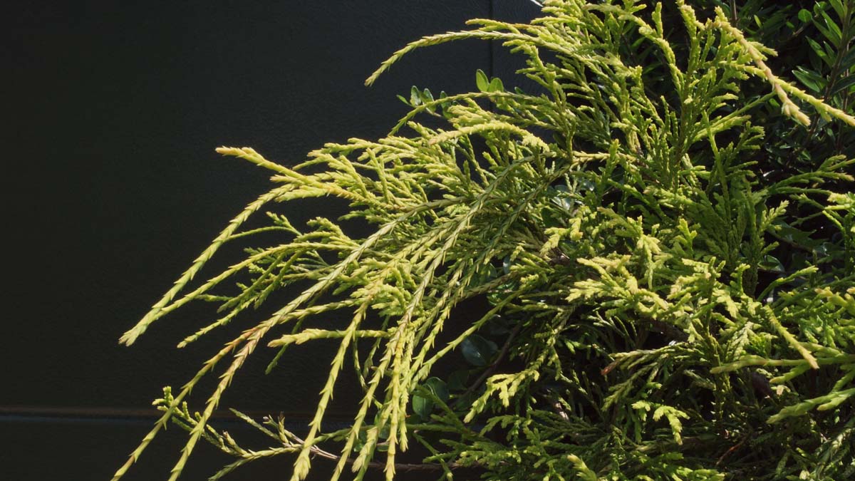 Chamaecyparis pisifera 'Filifera Aurea' twijg