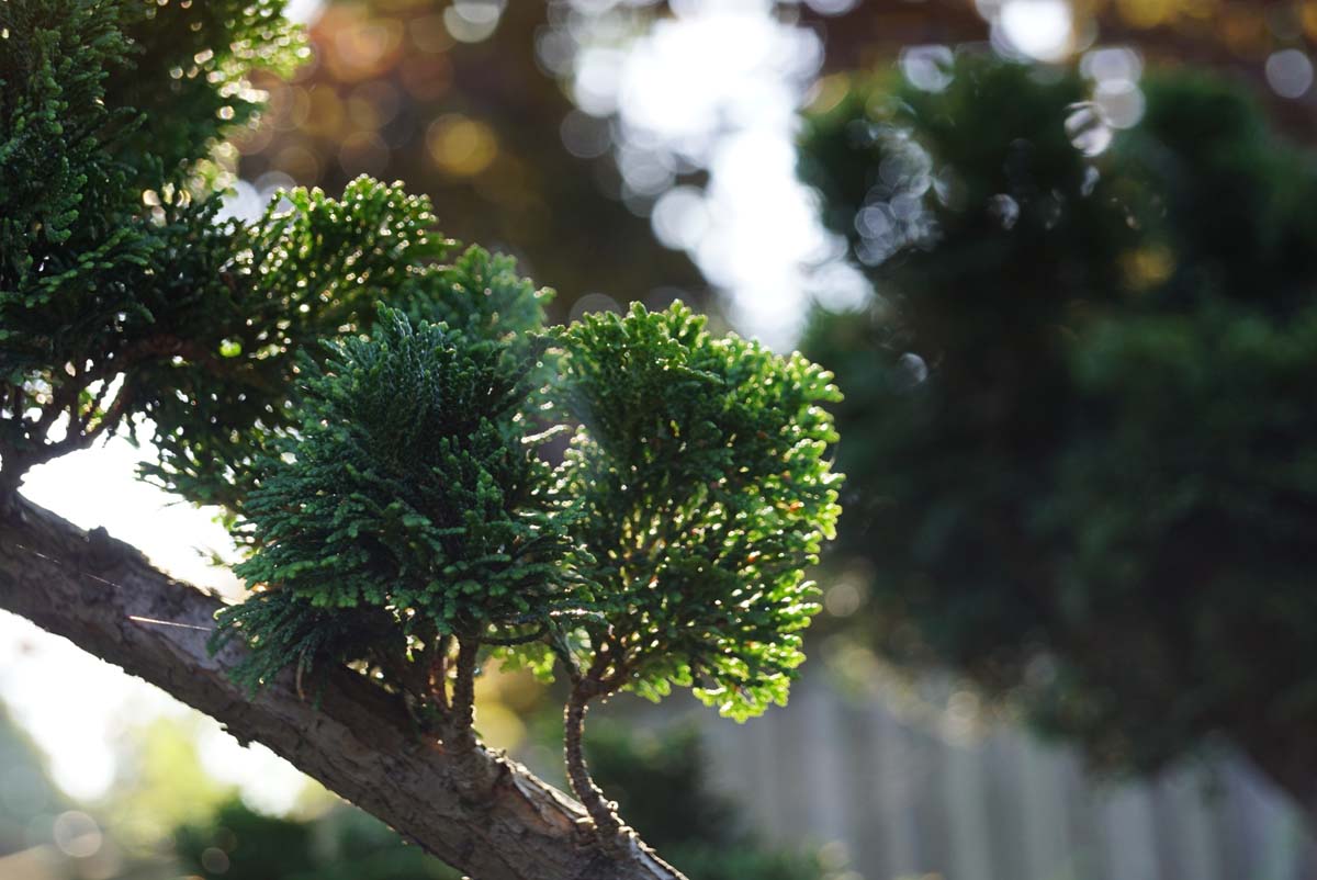 Chamaecyparis obtusa 'Nana Gracilis' meerstammig / struik naald
