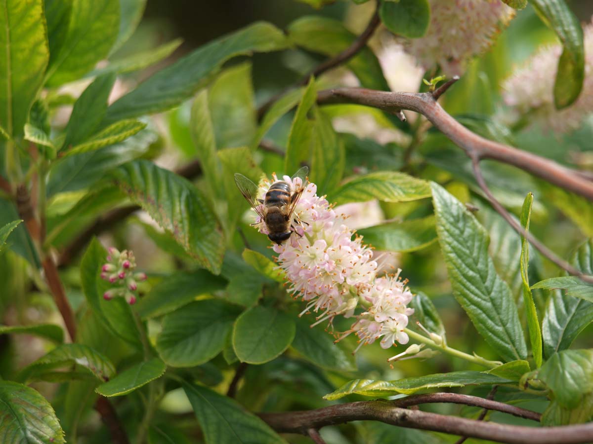 Clethra alnifolia 'Pink Spire' meerstammig / struik biodiversiteit