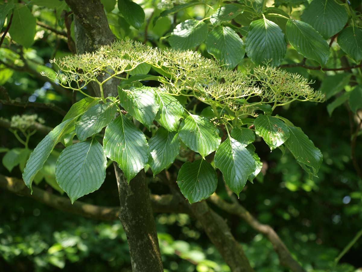 Cornus controversa haagplant bloesem